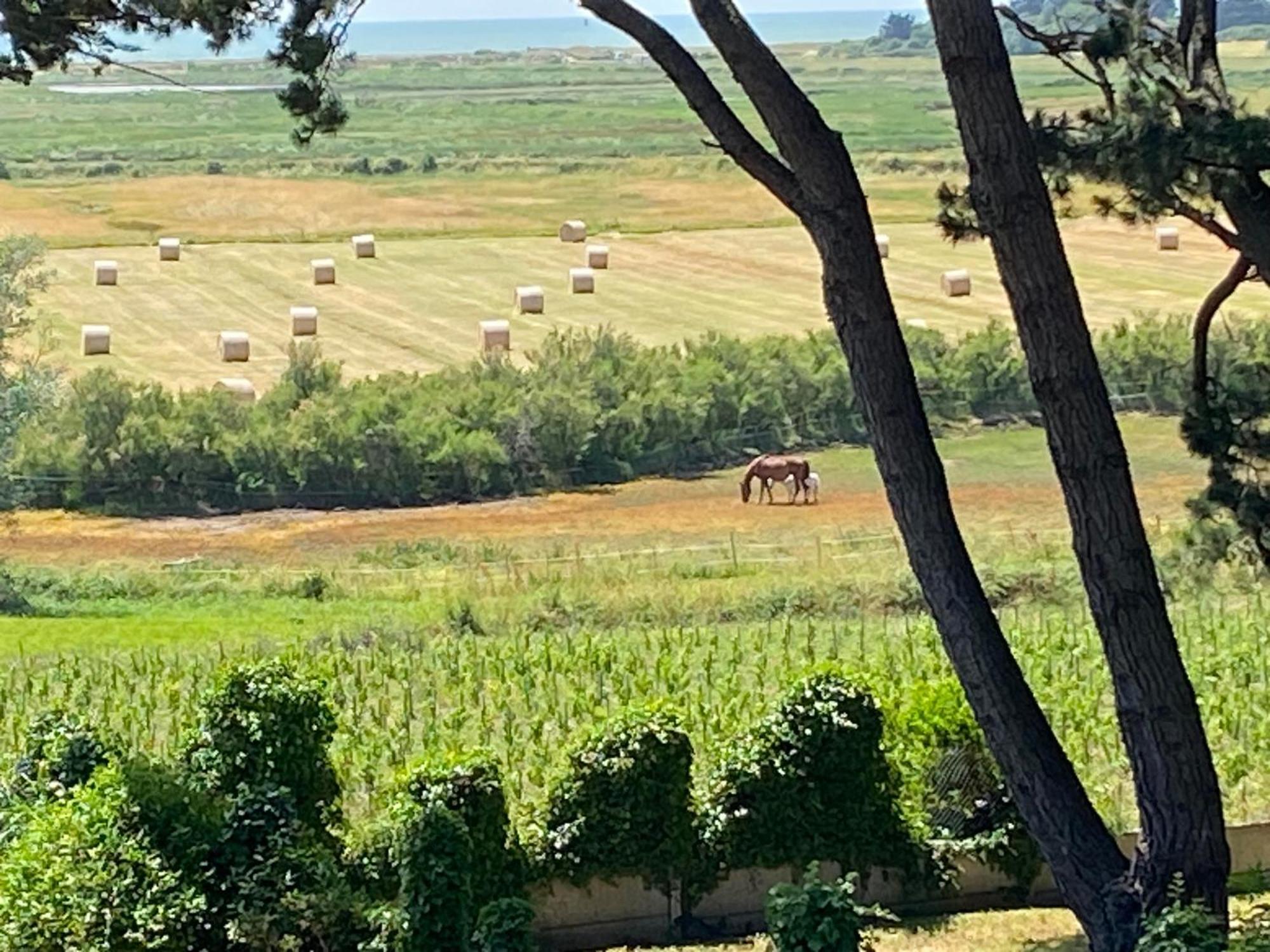 Billiers Villa Vieilles Vignes Vue Mer מראה חיצוני תמונה
